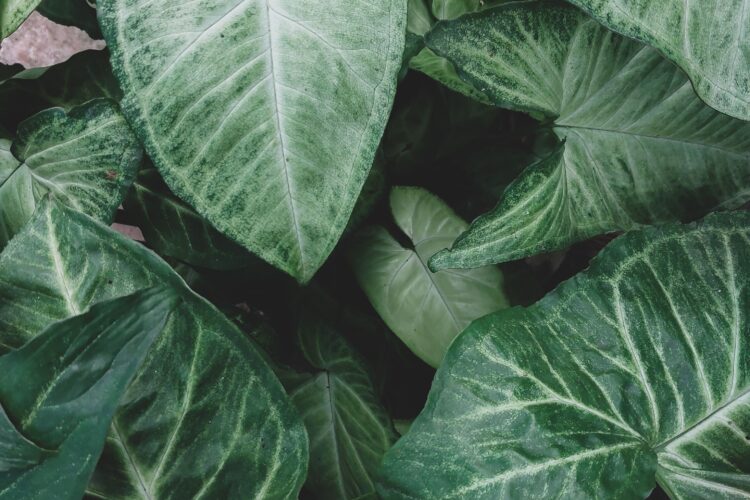 Syngonium