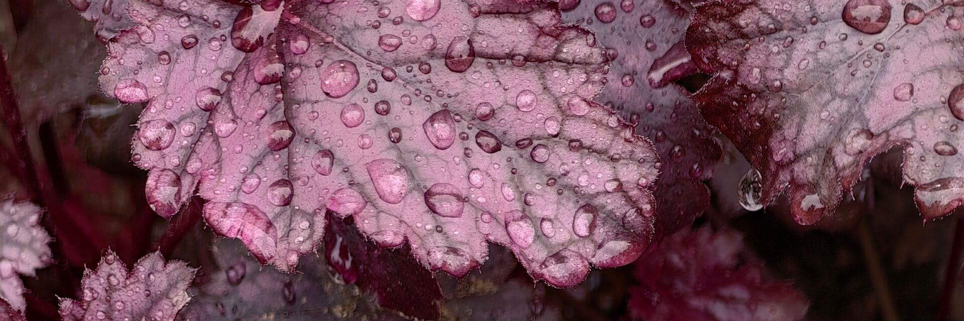 heuchera plant