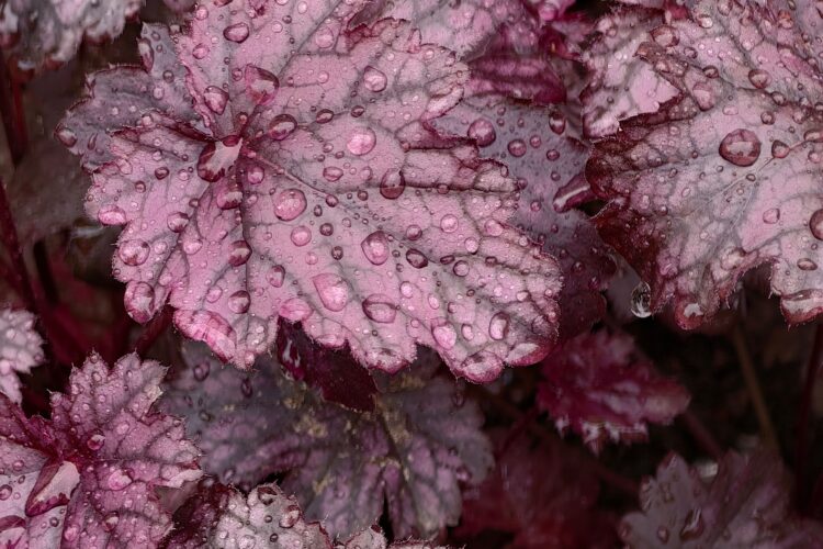 heuchera plant