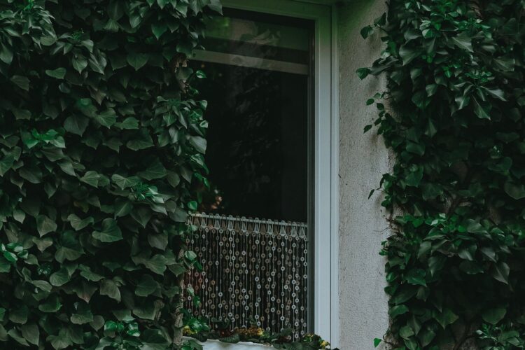 ivy leaf plant