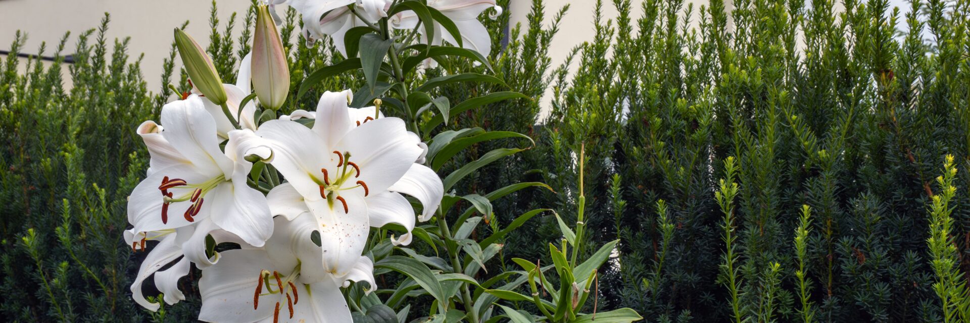 happy lily plant