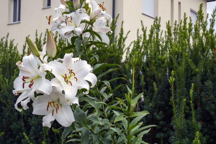 happy lily plant