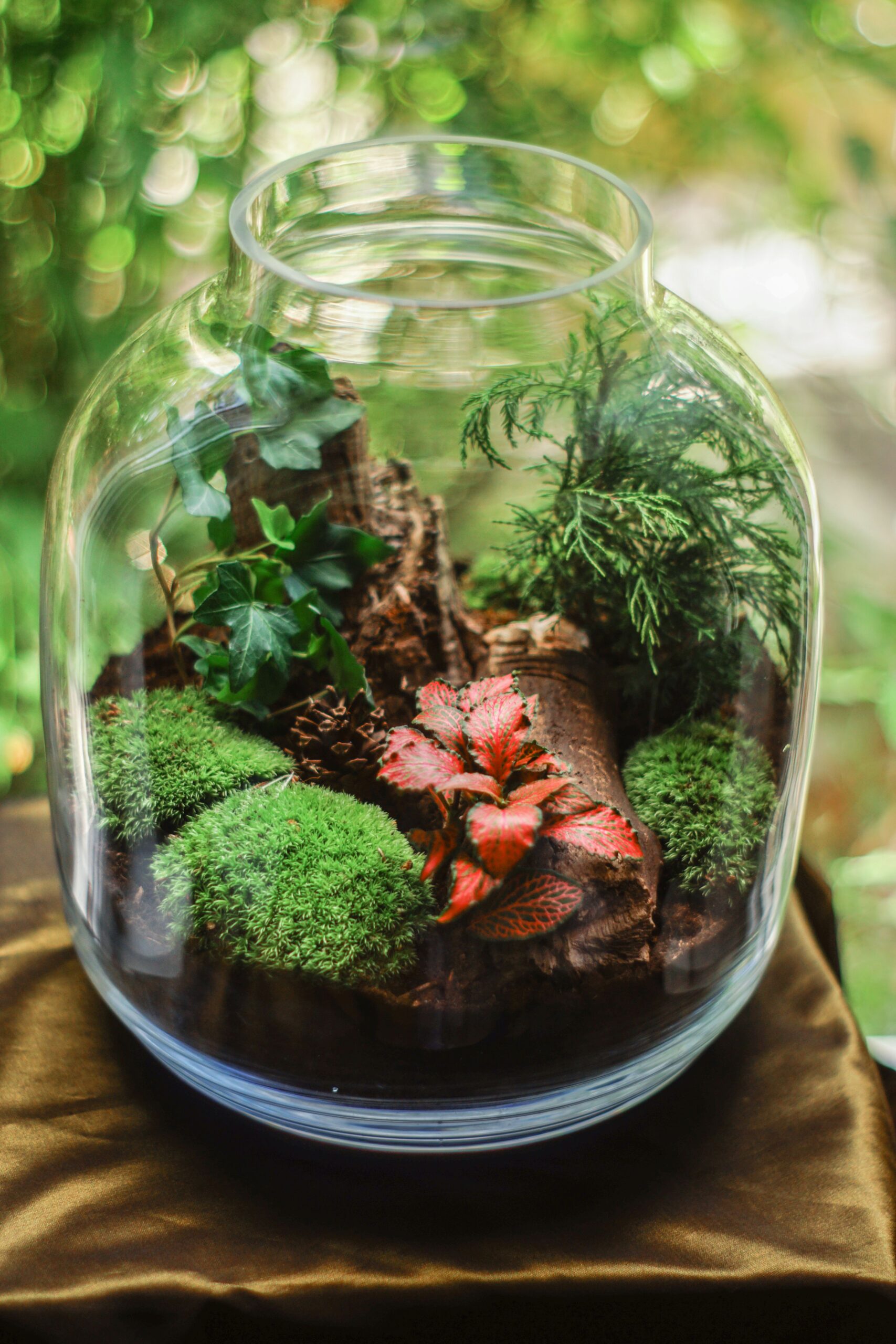 plants inside a terrarium
