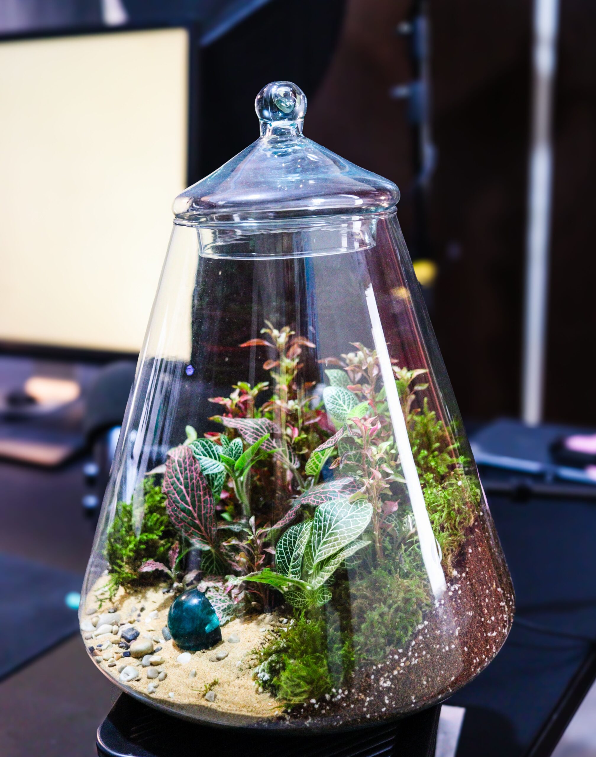 plant terrarium