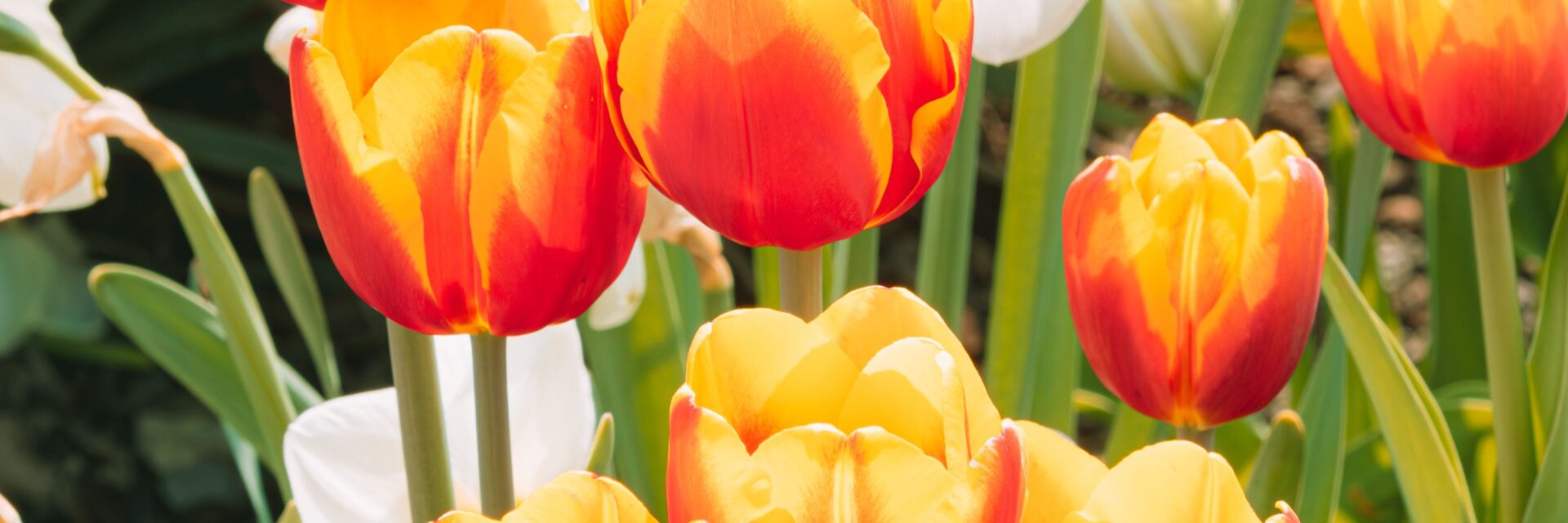 how to plant tulip bulbs