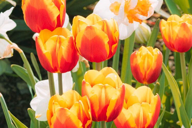 how to plant tulip bulbs