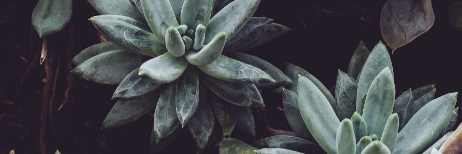 how to plant succulents