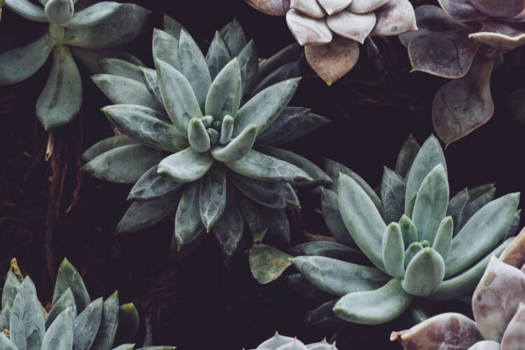 how to plant succulents