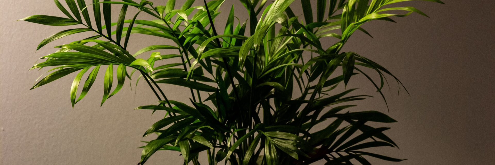 areca palm