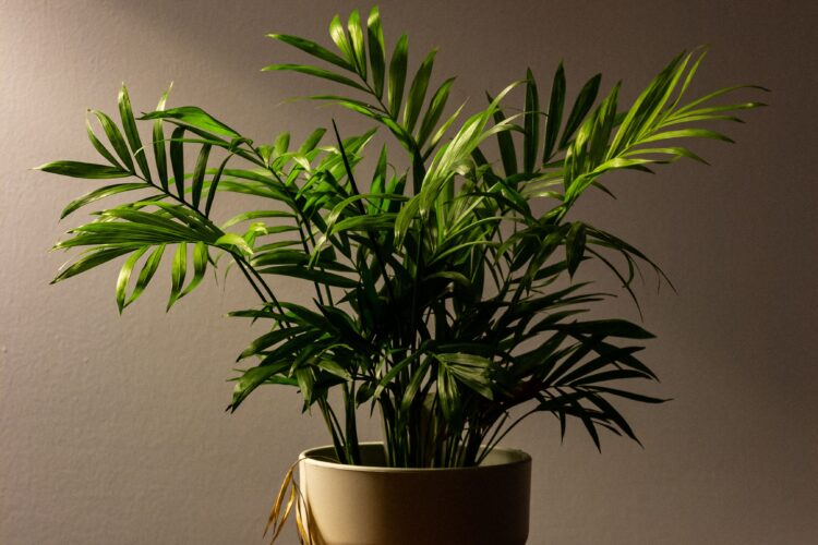 areca palm