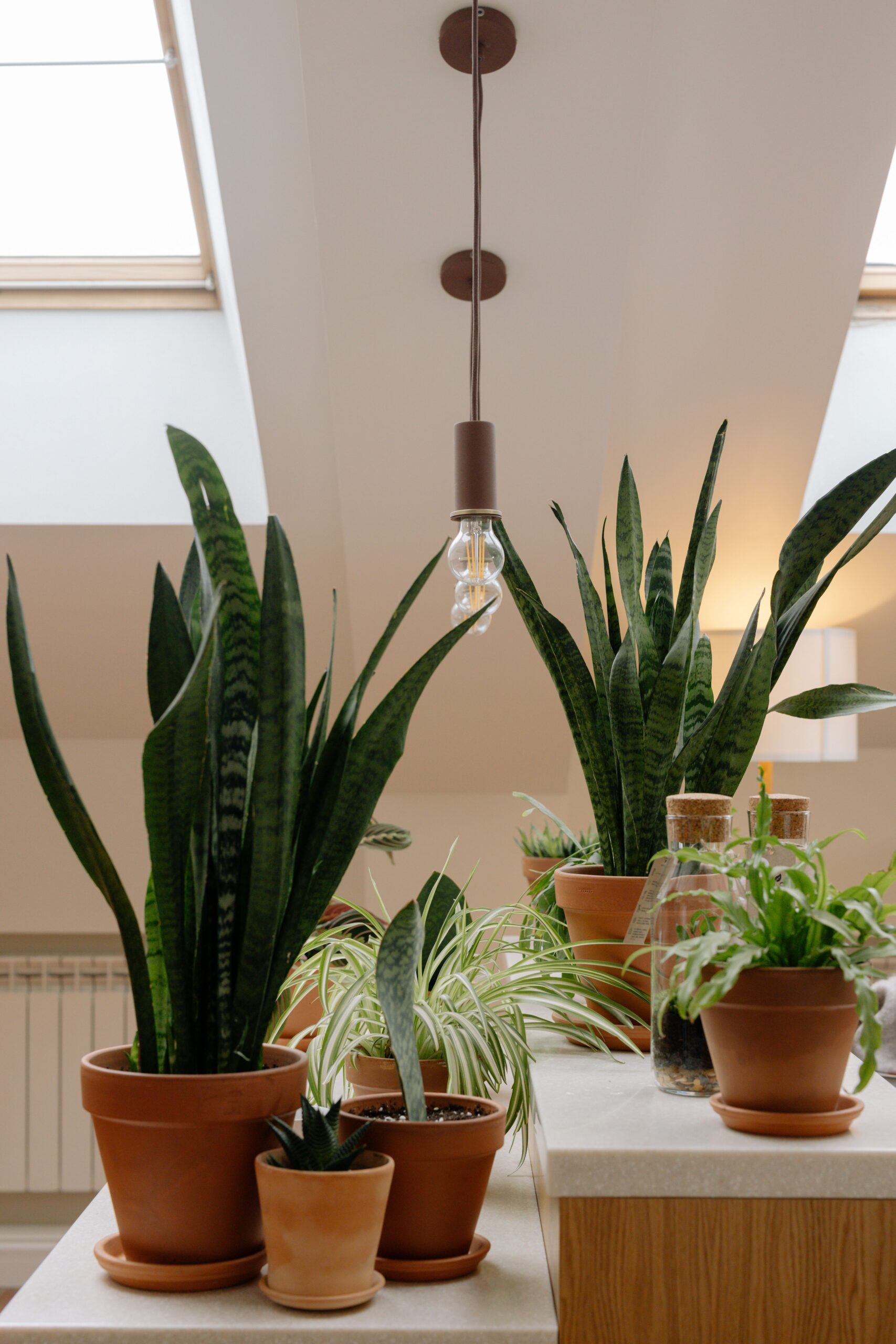 plant growing lamps