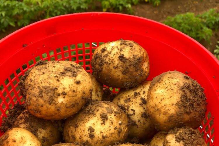 How to Plant Potatoes Step by Step — Ground, Bags, and Containers