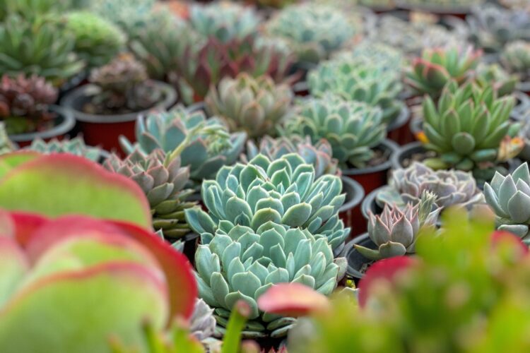 how to plant succulents for beginners