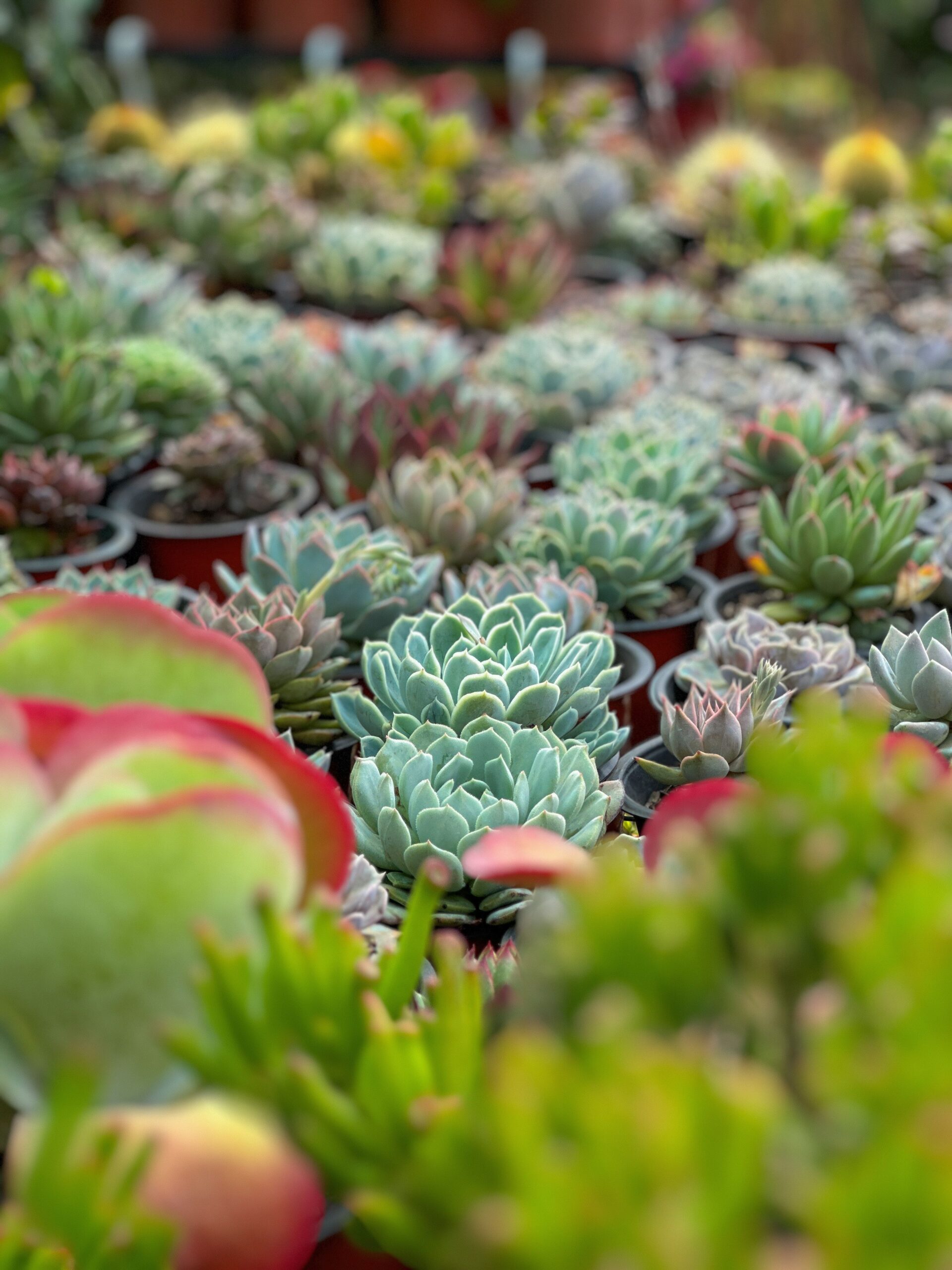 how to plant succulents for beginners