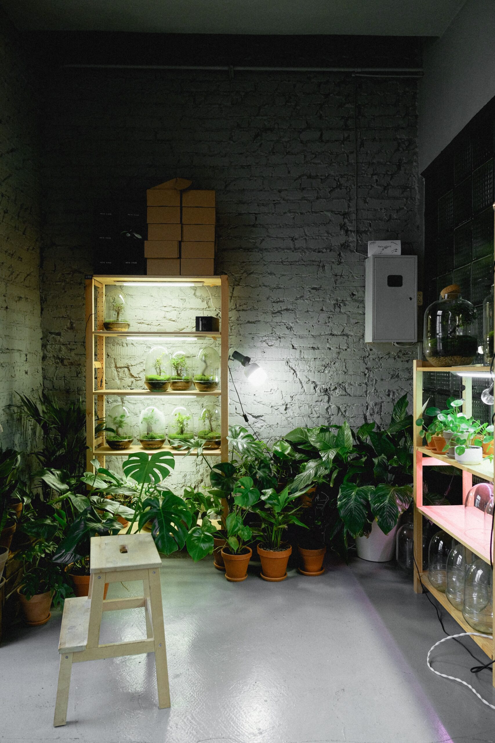 best grow lights for indoor plants