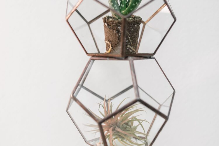 Air Plants: Care Guide, Watering, Types & Tips