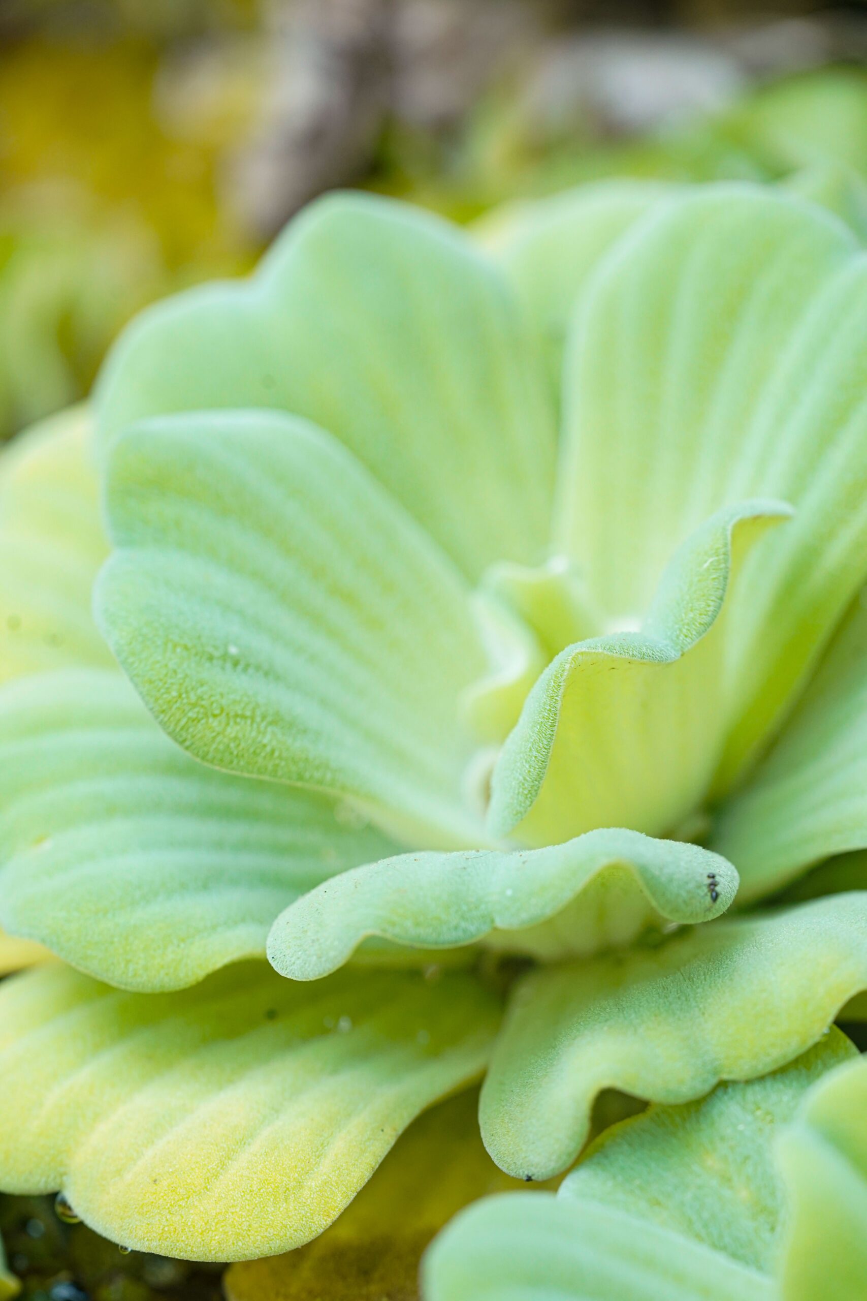Butterwort Plant — Pinguicula Carnivorous Plant Care Guide