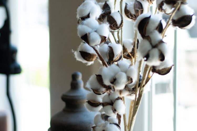 Cotton Plant — Flower, Boll, and Growth Stages Explained