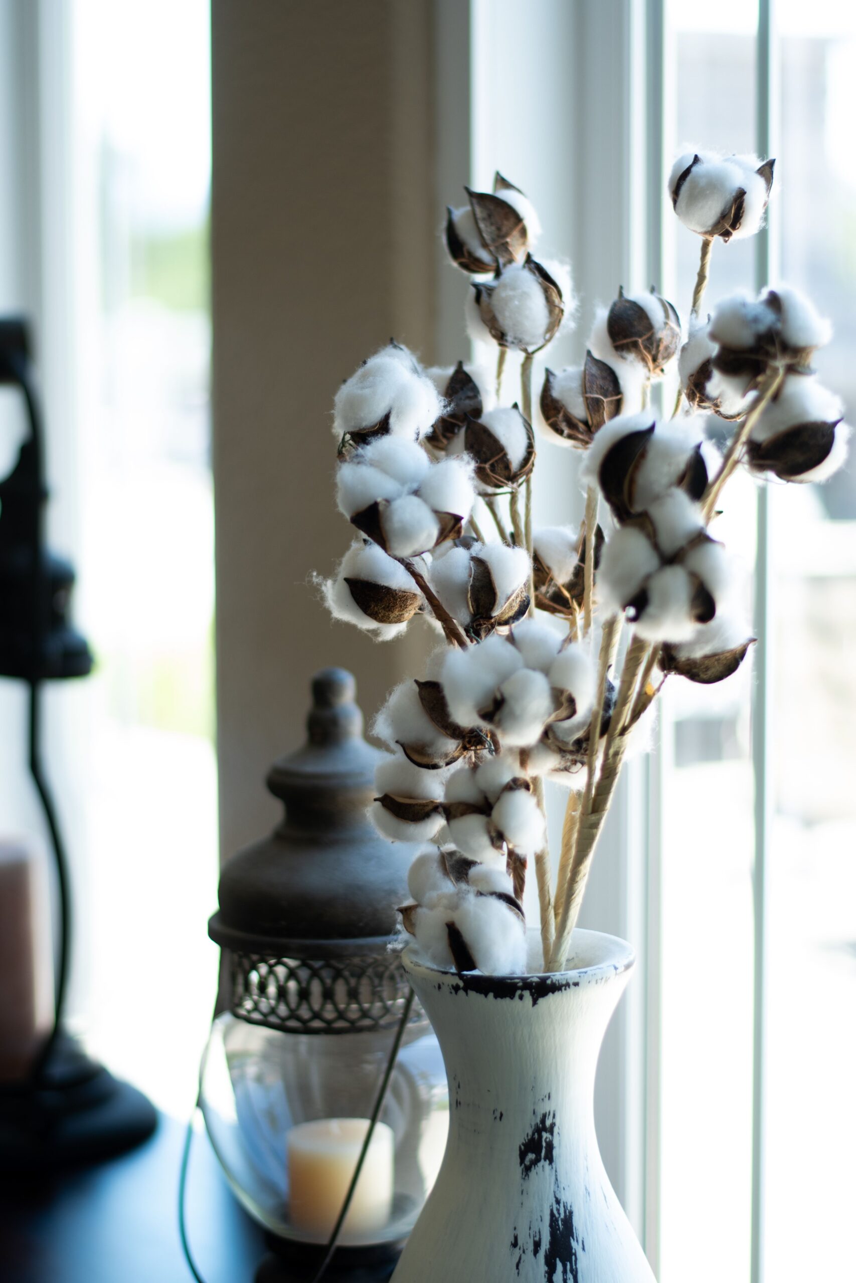 Cotton Plant — Flower, Boll, and Growth Stages Explained