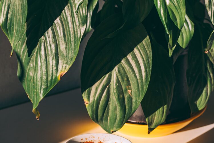 Coffee Plant — Growing and Care Guide for Coffea Arabica
