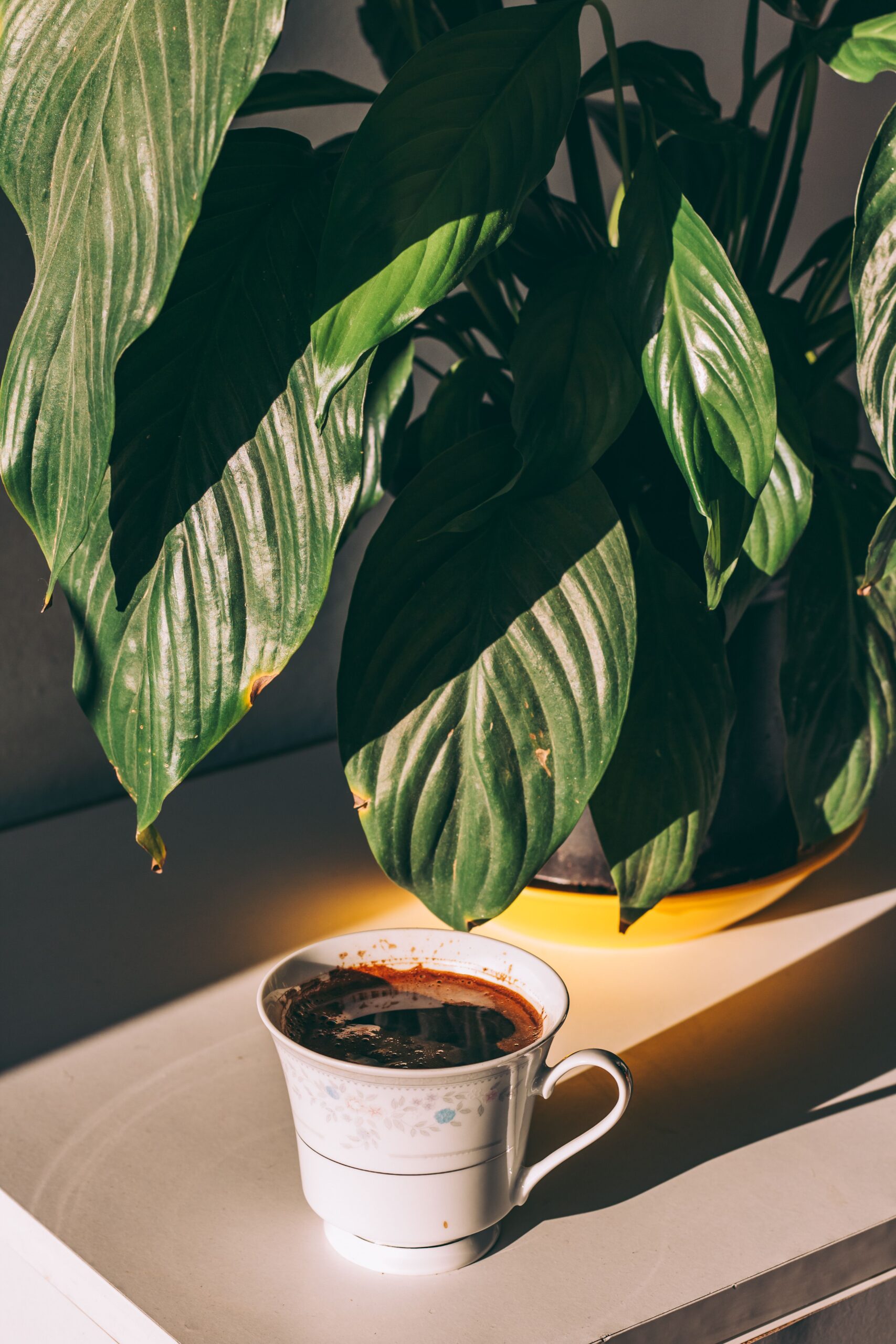 Coffee Plant — Growing and Care Guide for Coffea Arabica